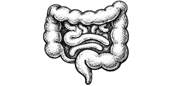 Encourages Detox & Cleansing